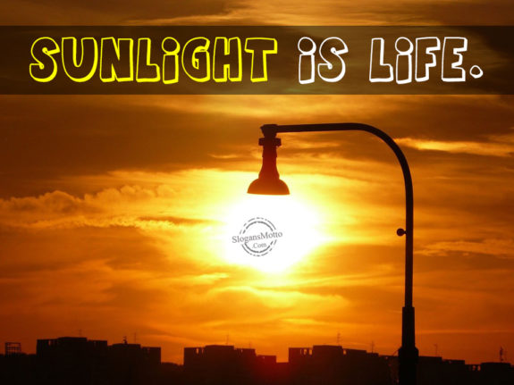 sunlight-is-life