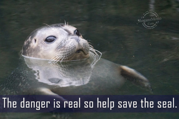 The Danger Is Real So Help Save The Seal