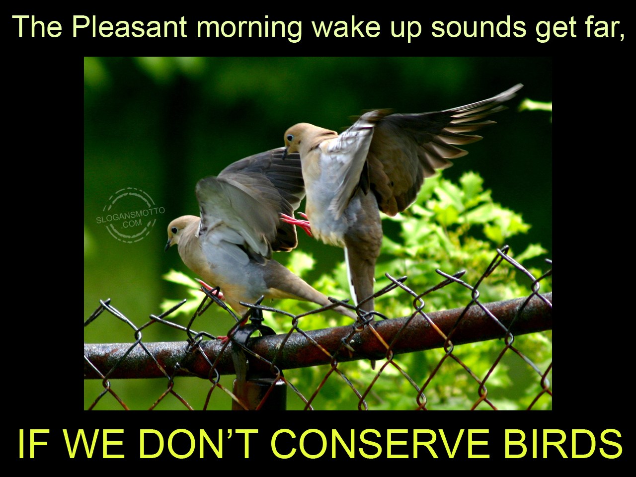 Slogans For Saving Birds
