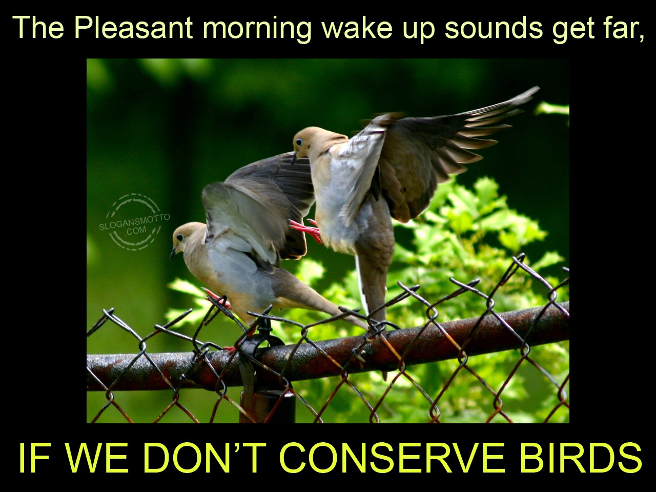 Slogans For Saving Birds Slogans For Saving Birds