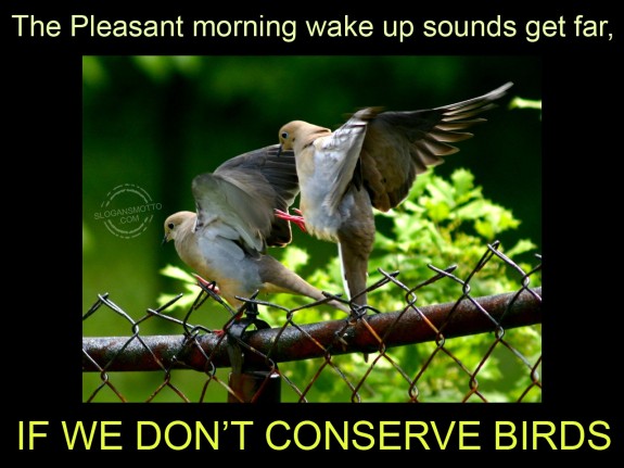 The Pleasant morning wake up sounds get far,if we don’t conserve birds