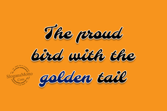 The proud bird with the golden tail