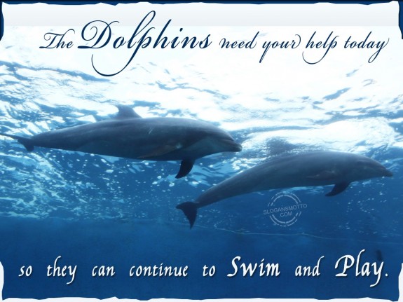 The dolphins need your help today so they can continue to swim and play.