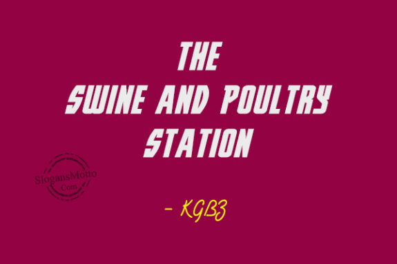 the-swine-and-poultry-station