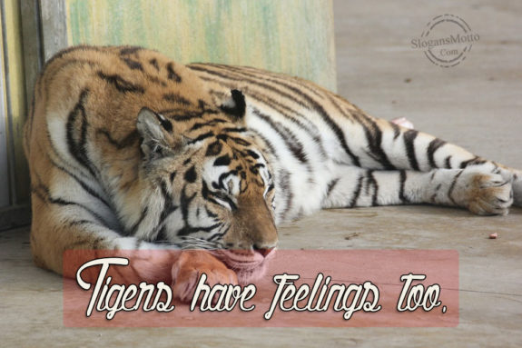 Tigers Have Feelings Too