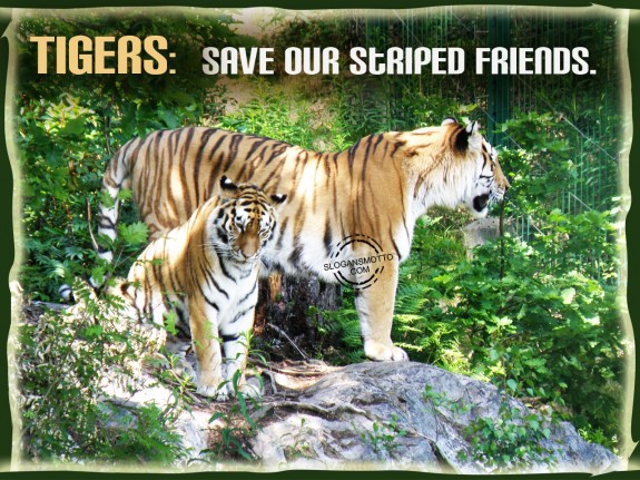 Tigers Save our striped friends.