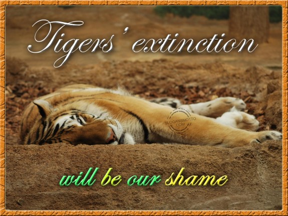 Tigers extinction will be our shame.