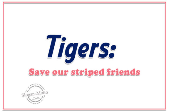 tigers-save-our-striped-friends