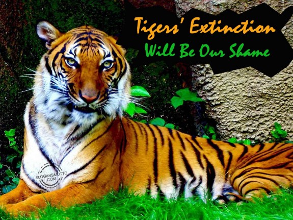 Tigers’ extinction will be our shame