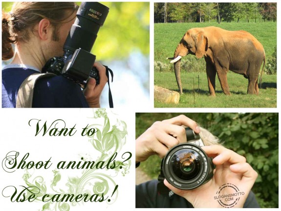 Want to shoot animals Use cameras