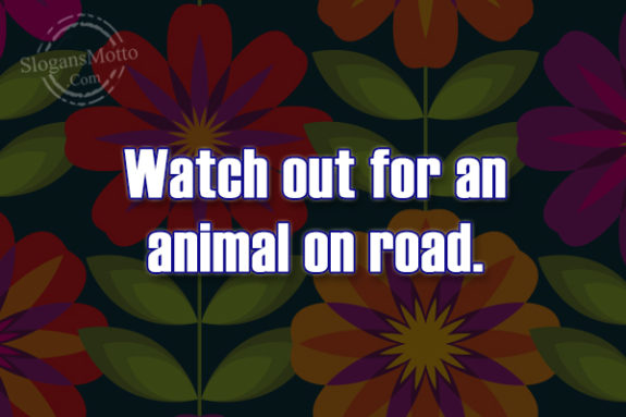 watch-out-for-an-animal