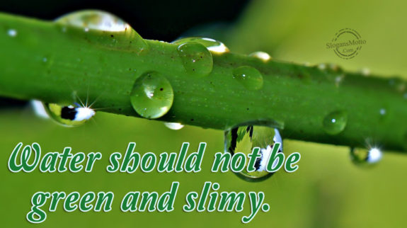 Water should not be green and slimy.