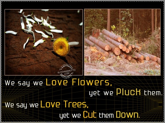 We say we love flowers, yet we pluck them. We say we love trees, yet we cut them down