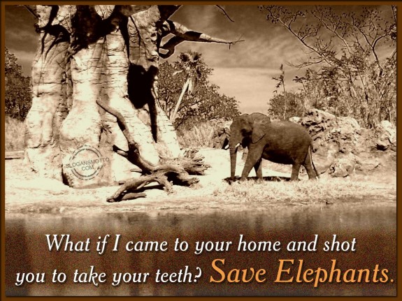 What if I came to your home and shot you to take your teeth Save Elephants.