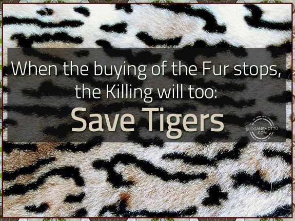 When the buying of the fur stops, the killing will too 