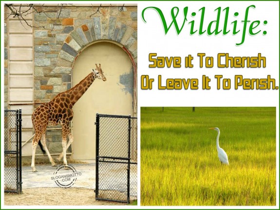 Wildlife Save it to cherish or leave it to perish