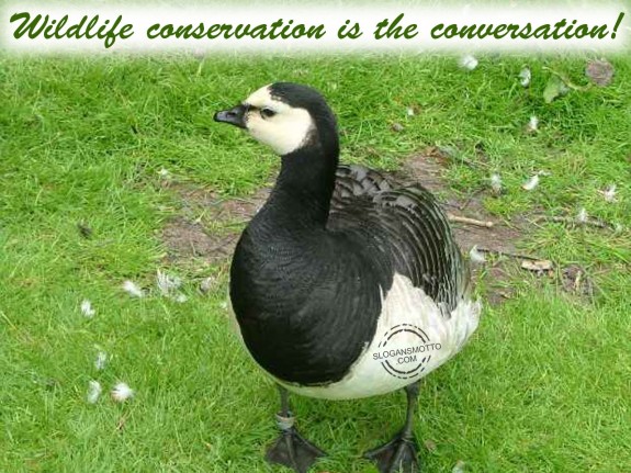 Wildlife conservation is the conversation!