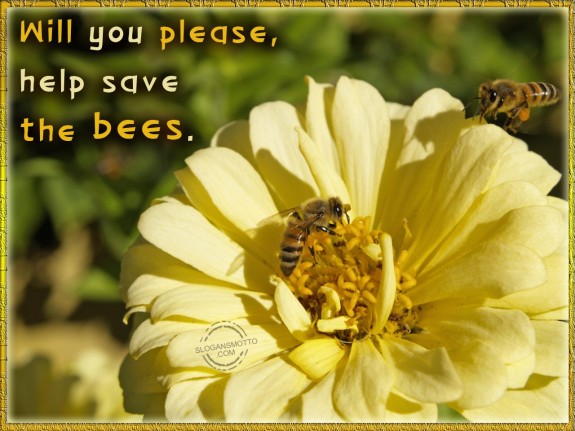 Will you please, help save the bees.