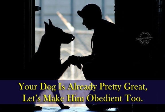 Your Dog Is Already Pretty Great, Let’s Make Him Obedient Too.