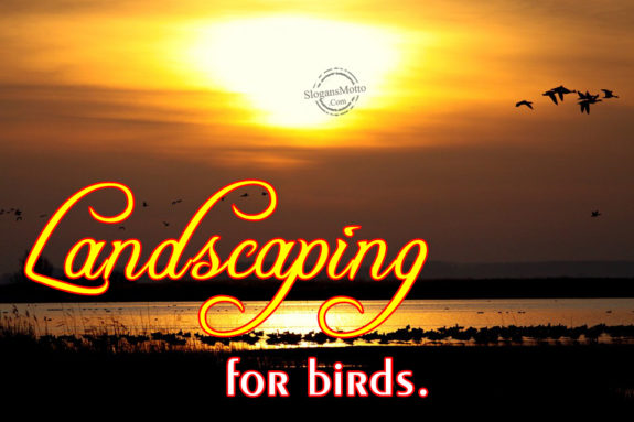 landscaping-for-birds